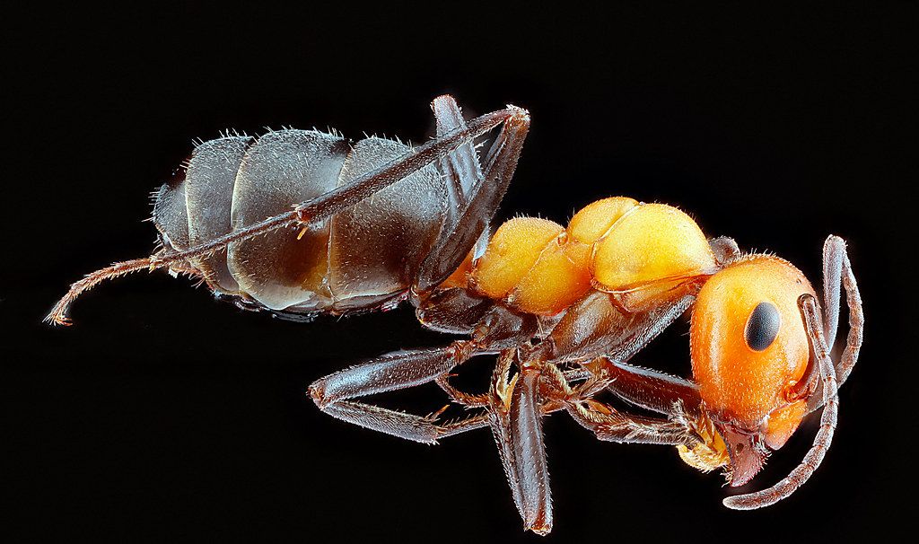 Ant Control service in Bowie, MD