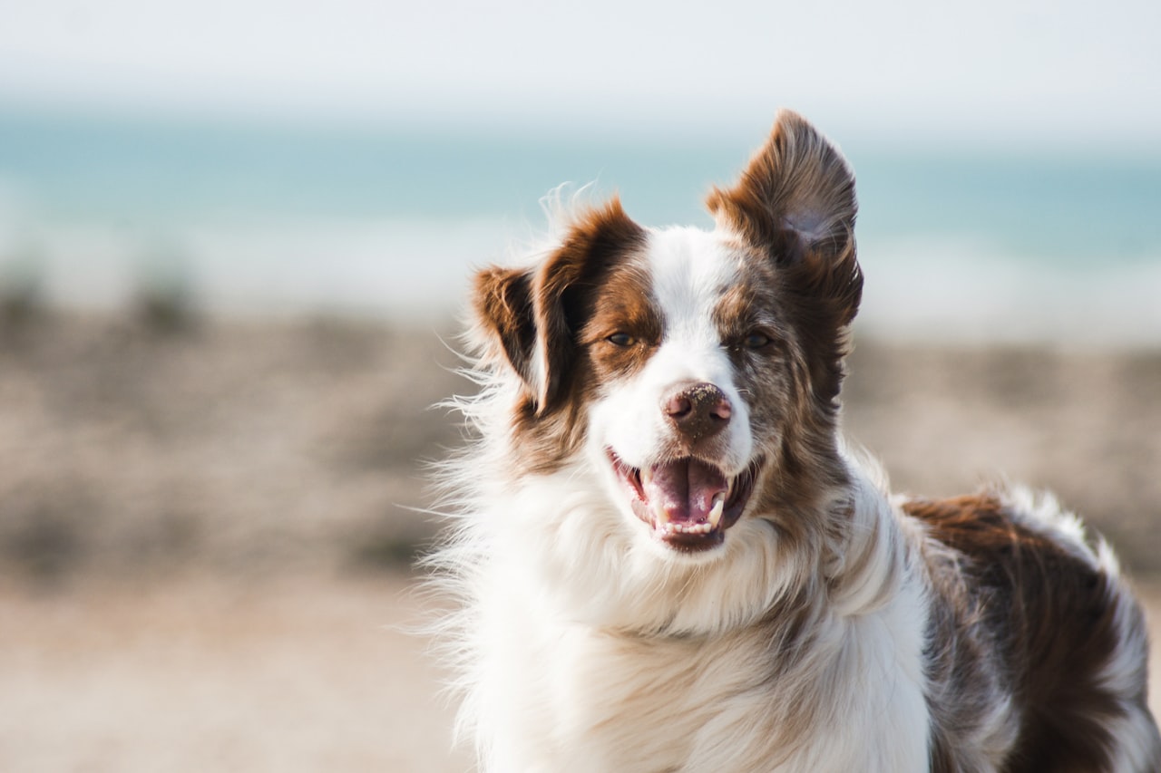 Flea & Tick Control service in Bowie, MD
