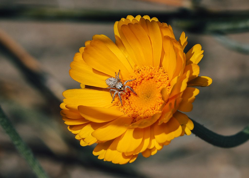 Spider Control service in Bowie, MD